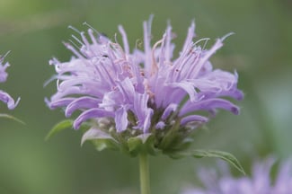 wild-bergamot