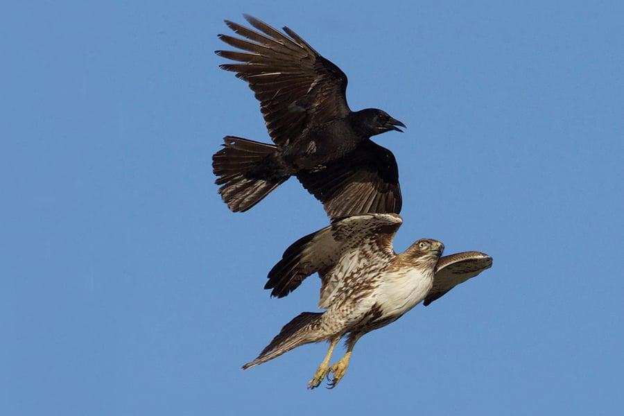 Crow Mobbing Hawk-Image by Ingrid V. Tayalar