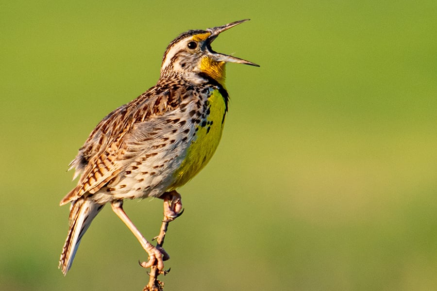 meadowlark