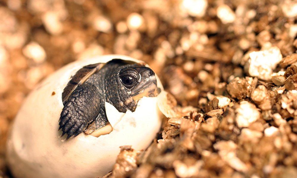 a blandings turtle hatching out of its shell