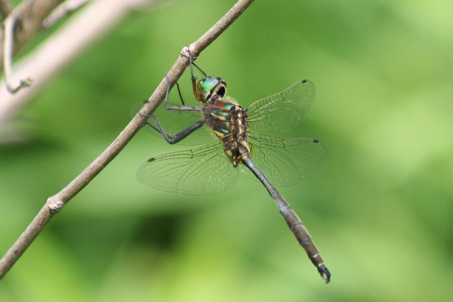 an adult Hine's emerald dragonfly