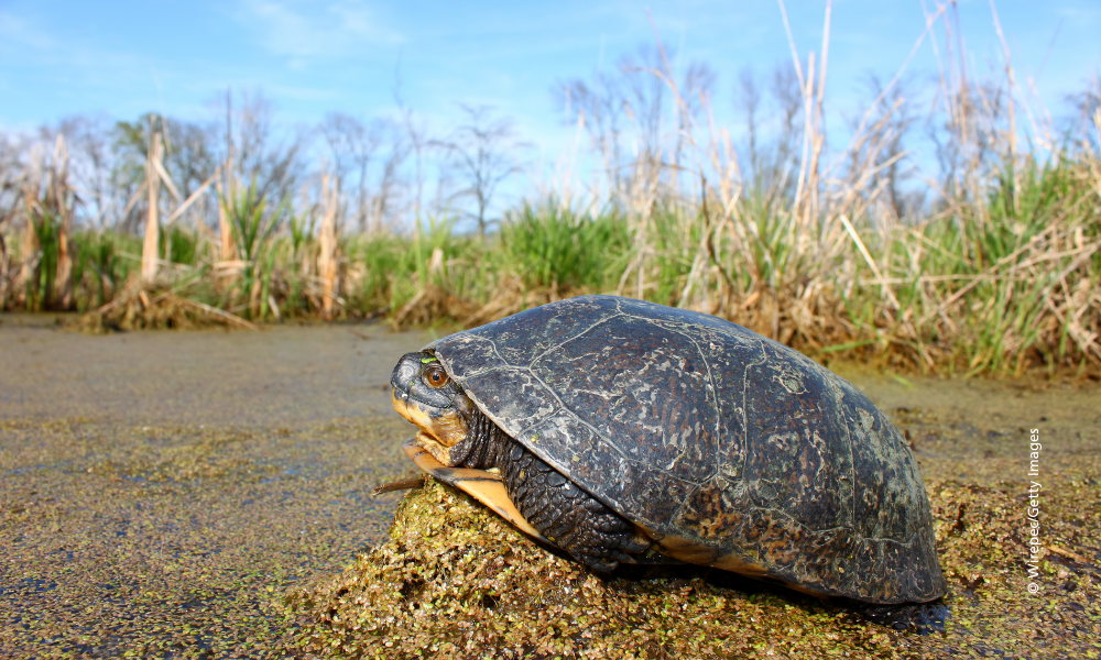 Blanding-turtle-in-wetland-©-Wirepec-Getty- Images