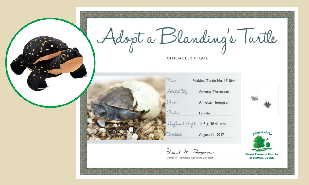 Blandings-turtle-adoption-certificate-Pebbles-Thompson