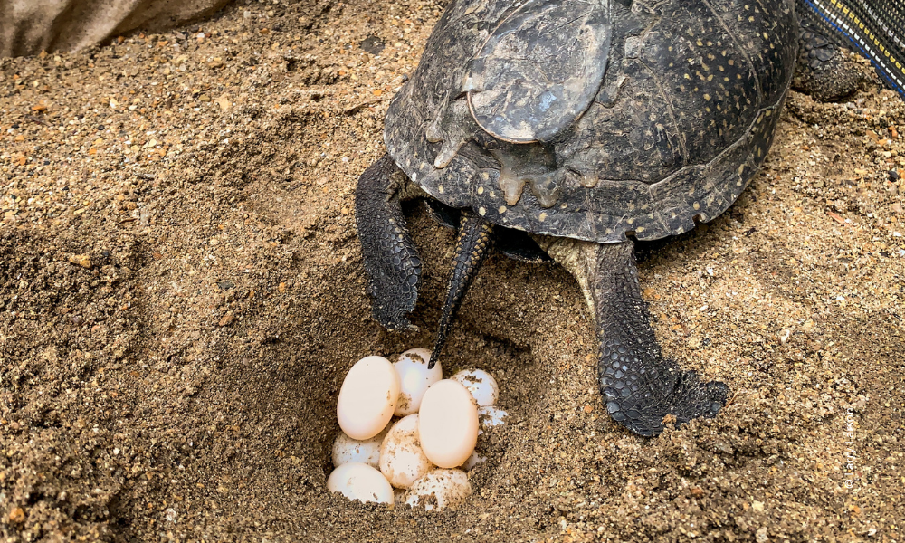 Blandings-turtle-female-lays-eggs-at-Willowbrook-©-Larry-Larson
