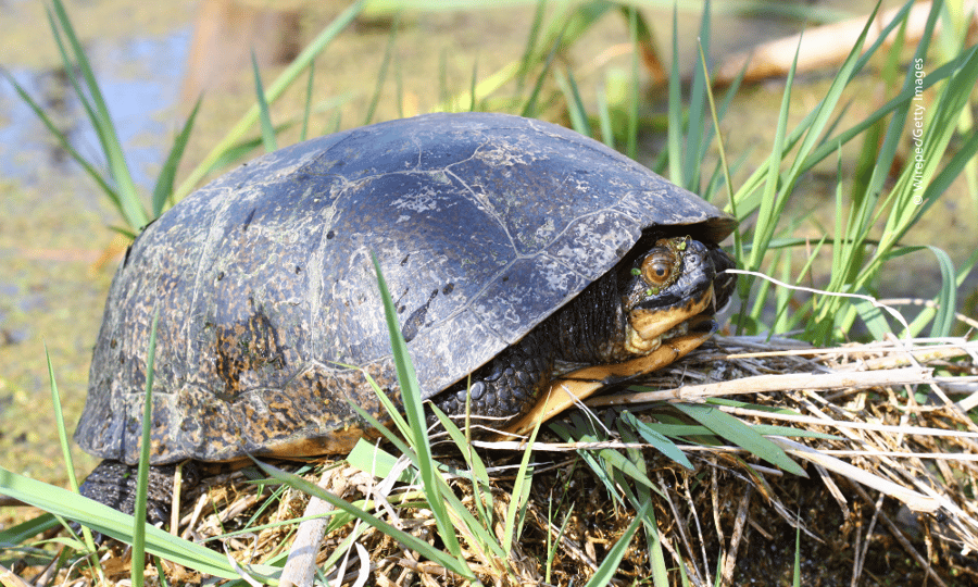 A turtle crawls over grasses in a wetland.