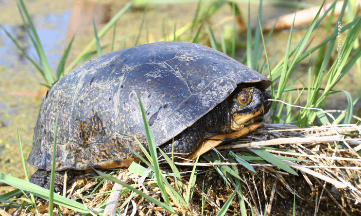 Blandings-turtle-on-sedge-at-wetland-©- Wirepec-Getty-Images