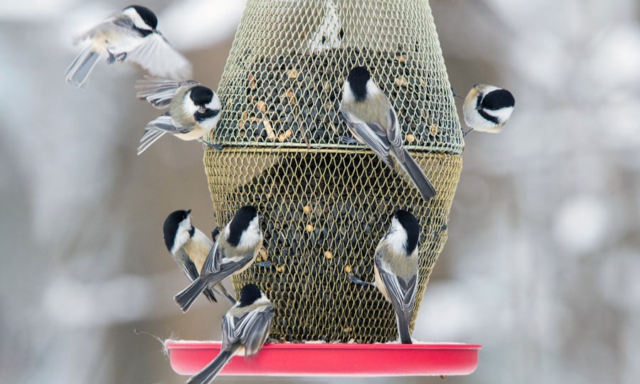 Eight chickadees feed on a backyard bird feeder.