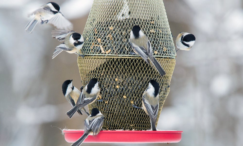 black-capped-chickadees-on-red-bird-feeder