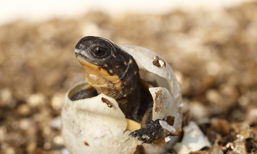 A turtle is partially hatched.