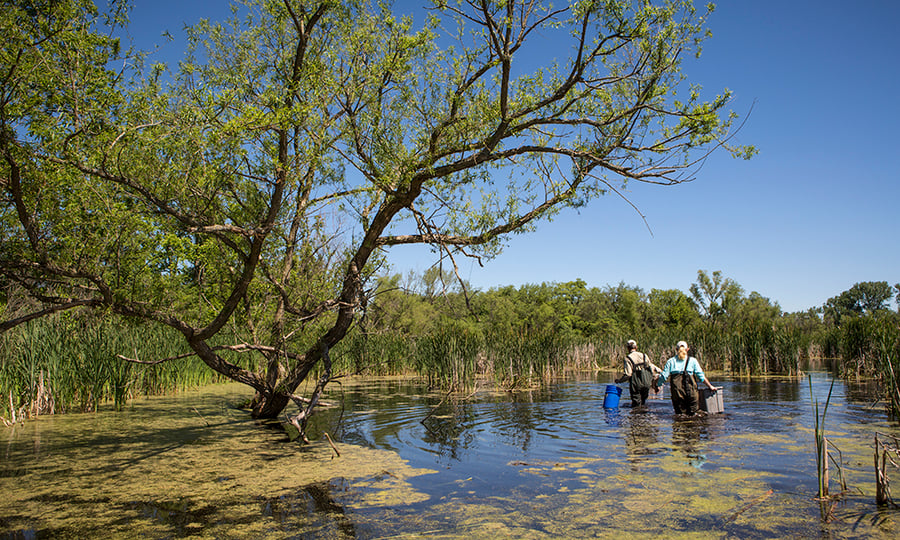 Ecologists wade through a pond carrying buckets and bins.