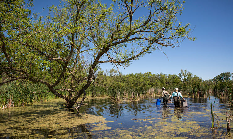 ecologists-in-wetland-searching-turtle-traps