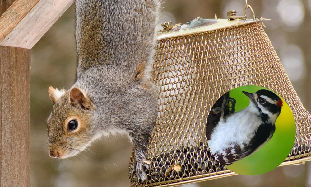 fox-squirrel-on-bird-feeder-woodpecker-suet-feeder