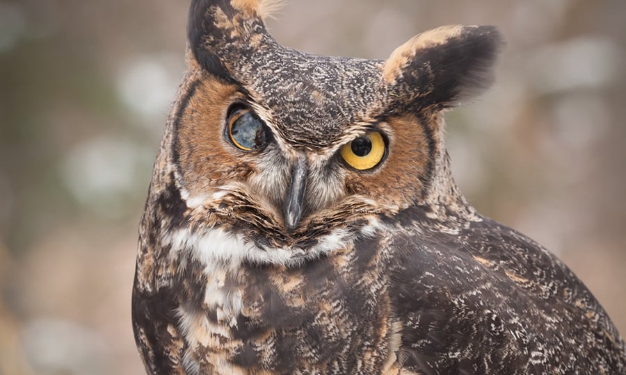 A great-horned owl with an injured right eye that is mostly black instead of black and yellow.