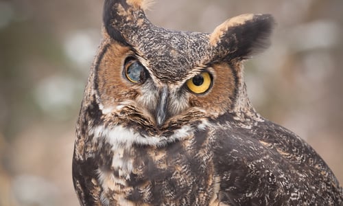 Owl's Story Tugs at Donor's Heartstrings