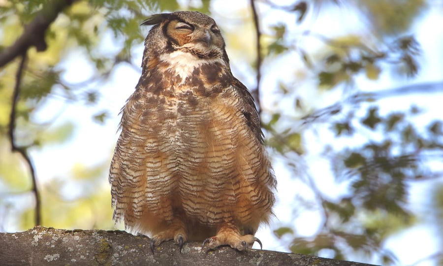A brown owl uses its large talons to perch on a tree branch.