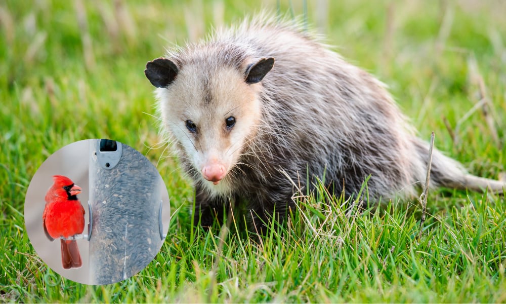 opossum-northern-cardinal-bird-feeder