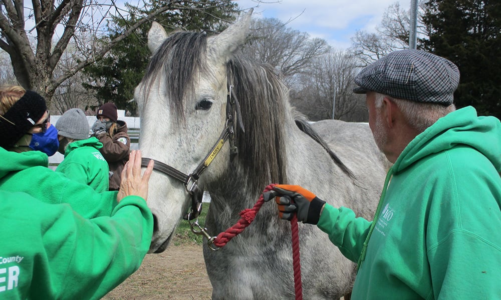 Danada-horses-1000x600