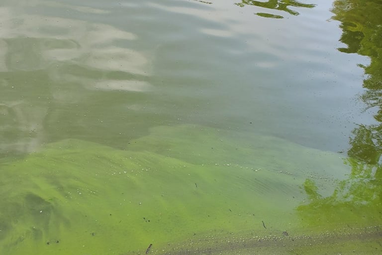 algae-bloom-home-feature