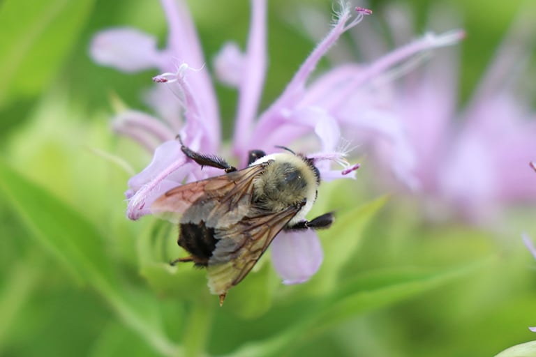 bee-bergamot-home-feature