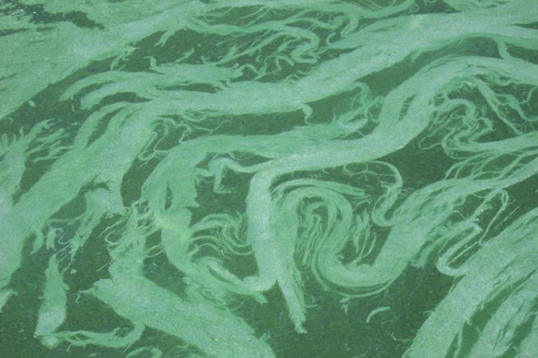 blue-green-algae