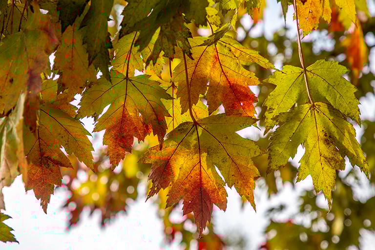 Green, yellow, and red leaves hang from a maple tree.