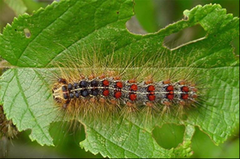 gypsy-moth-caterpillar-768x512