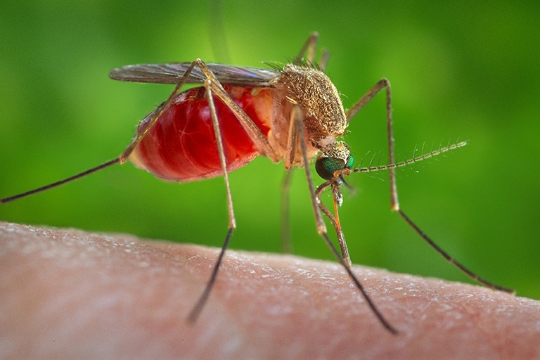 mosquito-CDC-JamesGathany-feature