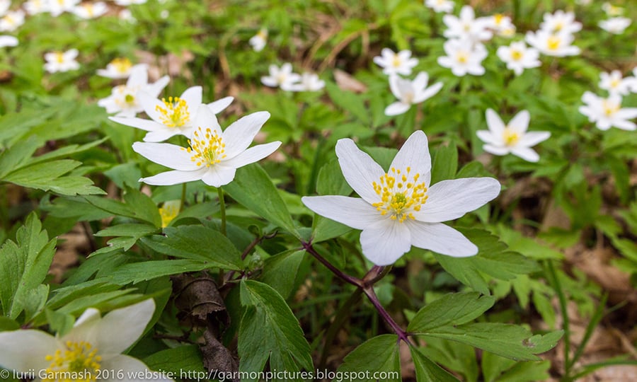 White and yellow flowers bloom among green leaves.