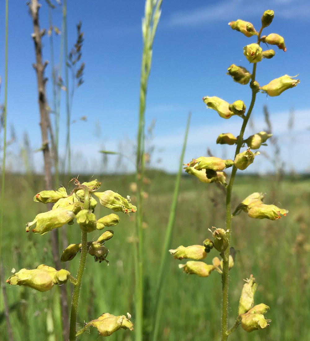 Prairie-alumroot-c-minnesota_snas- CC-BY-NC-ND-2