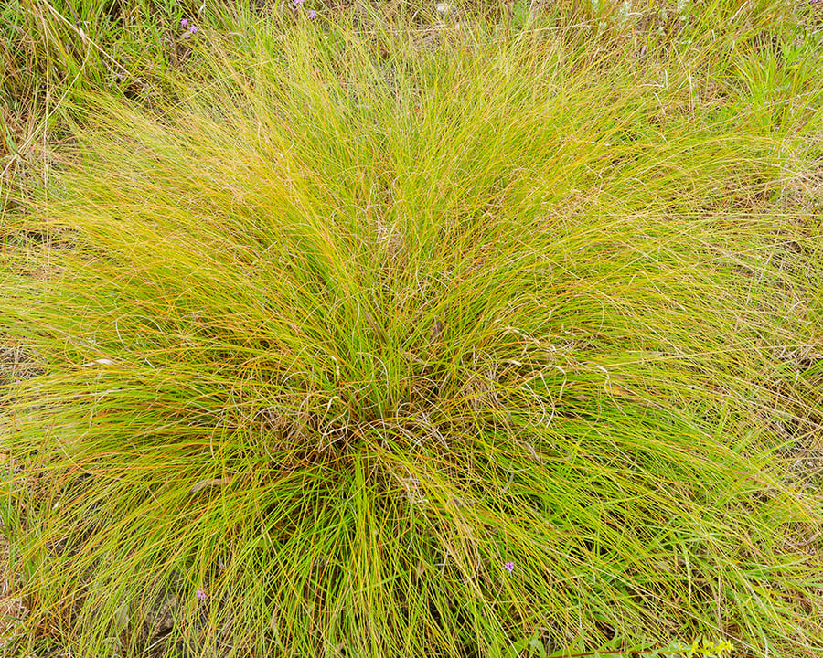 A yellow-green plant with thin stalks.