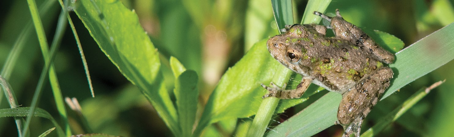 blanchards-cricket-frog-jeannevc