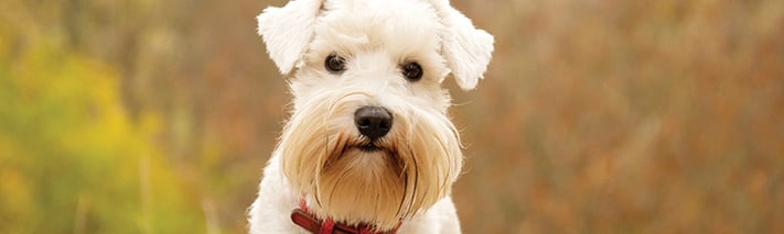 photo of a terrier