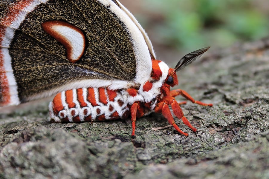 cecropious-silk-moth-DavidYeany