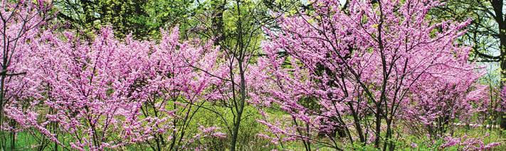 redbud trees