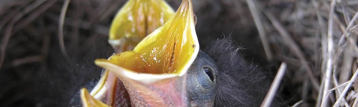 young robins in a nest