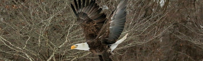 bald eagle flying