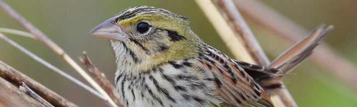 Henslow's sparrow