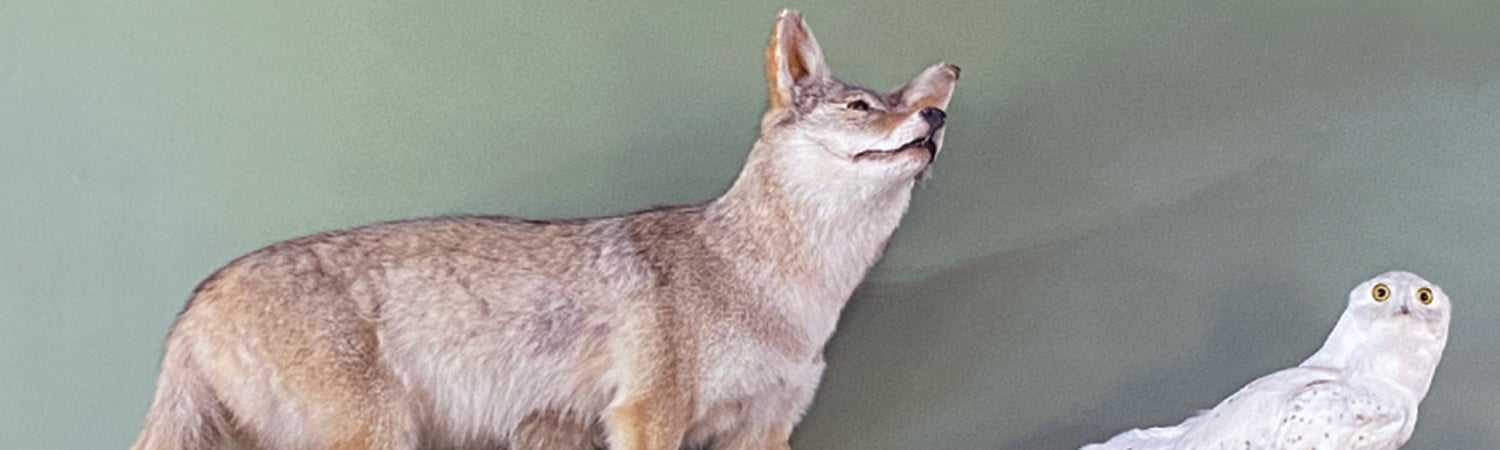 coyote and owl mounts on display at Fullersburg Woods Nature Education Center