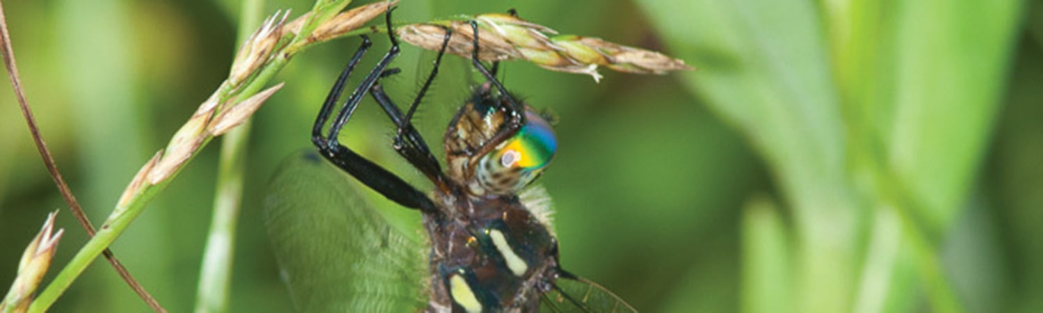 a Hine's emerald dragonfly on a blade of grass
