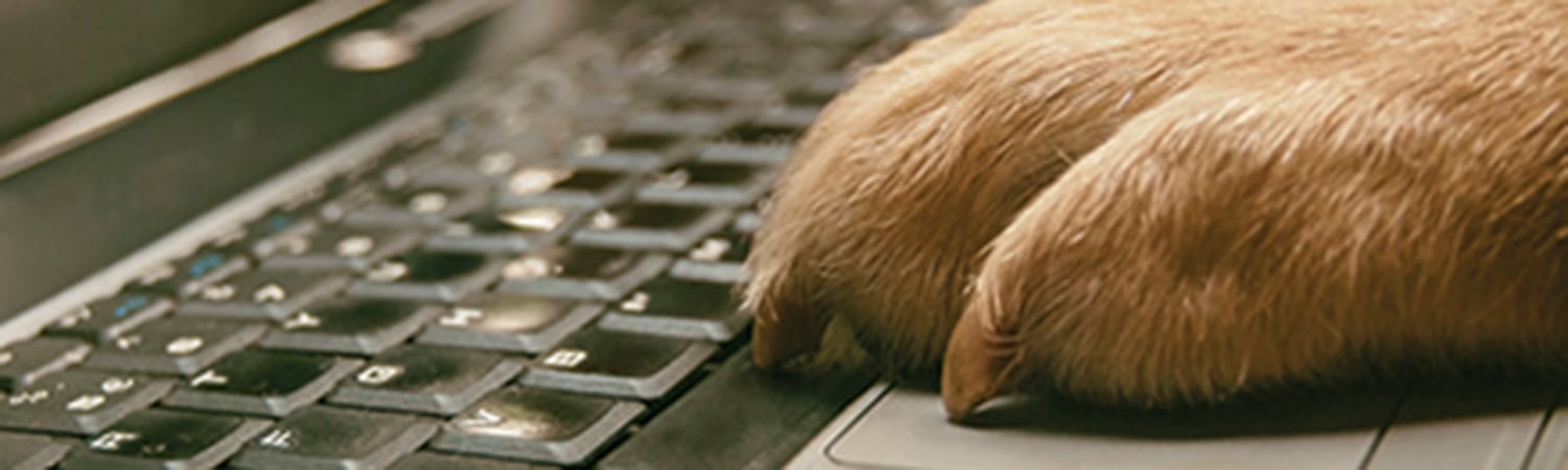 a dog's paw resting on a computer keyboard