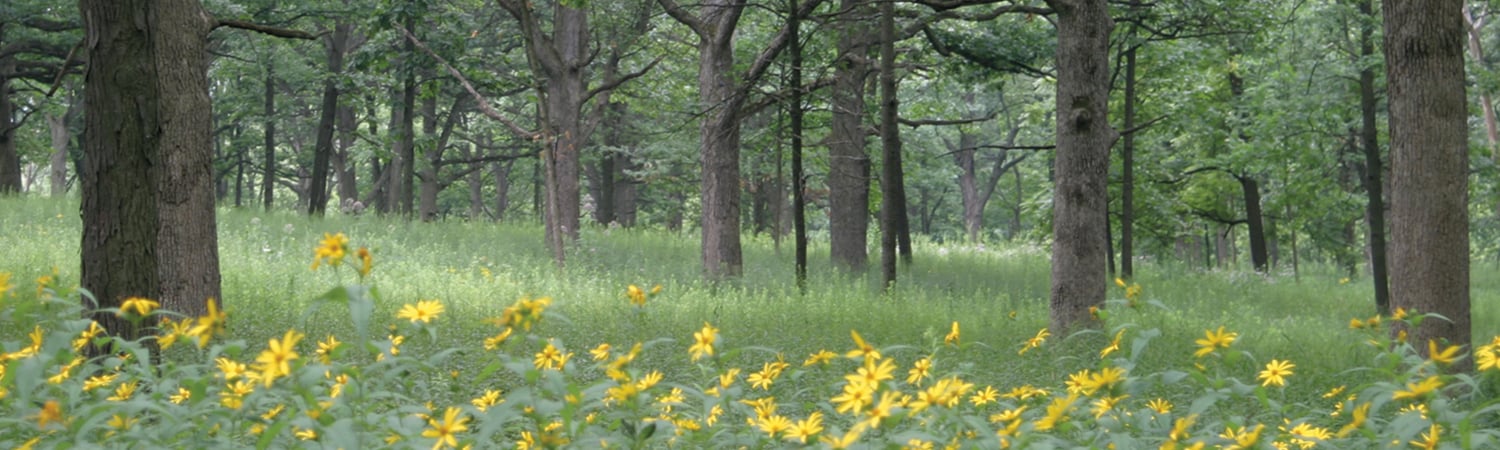 flowers, grasses and trees growing in a healthy savanna