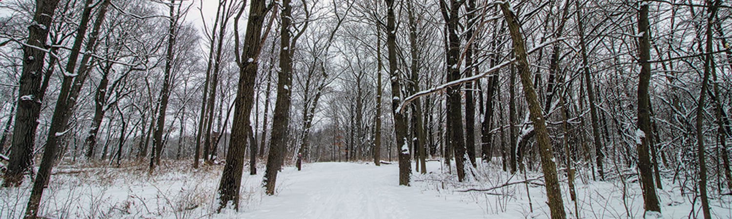 snowy winter trail