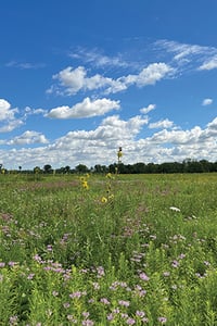 restored prairie at Herrick Lake