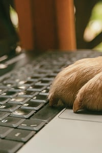dog paw on a computer keyboard