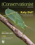 katydid on cover of summer 2013 Conservationist