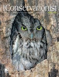 screech owl on cover of winter 2013 Conservationist
