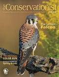 American kestrel on cover of fall 2014 Conservationist
