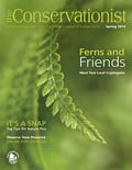 fern on cover of spring 2014 Conservationist
