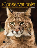 bobcat on cover of fall 2015 Conservationist
