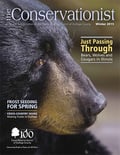black bear on cover of winter 2015 Conservationist